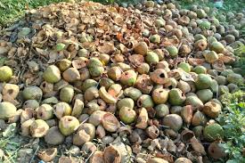 Coconut Waste